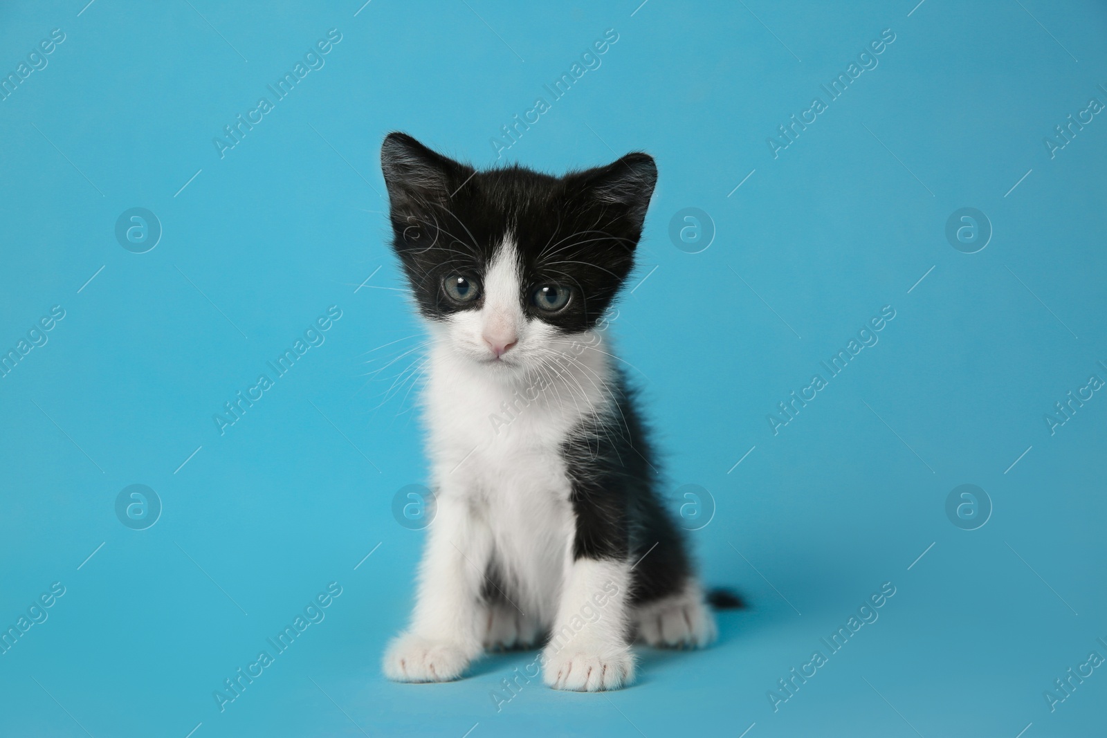 Photo of Cute little kitten on light blue background. Baby animal