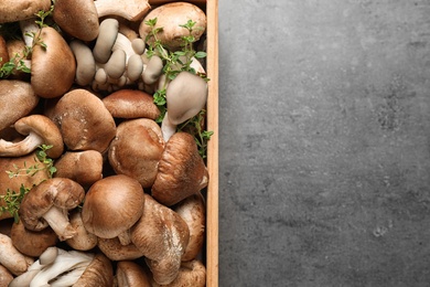 Different wild mushrooms in wooden crate on grey background, top view. Space for text