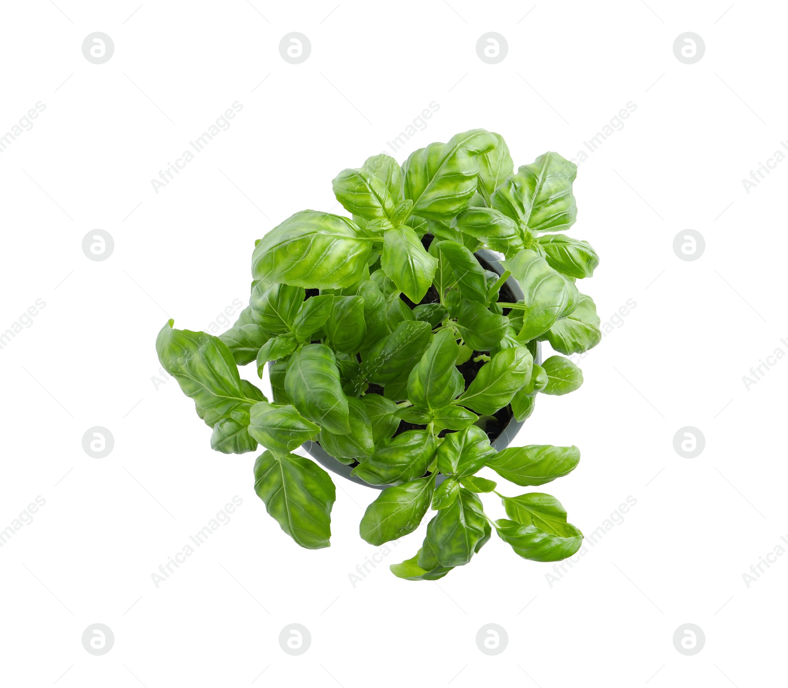 Photo of Aromatic green potted basil isolated on white, top view