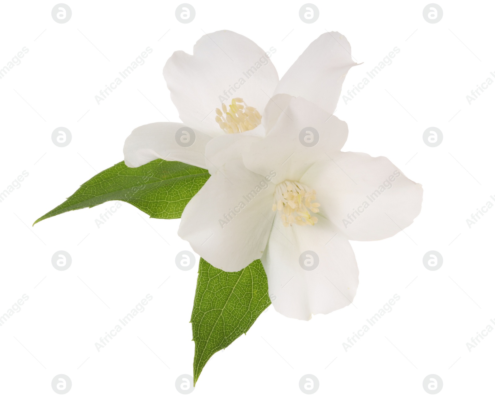 Photo of Branch of jasmine flowers and leaves isolated on white