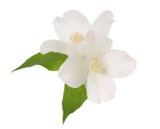 Branch of jasmine flowers and leaves isolated on white