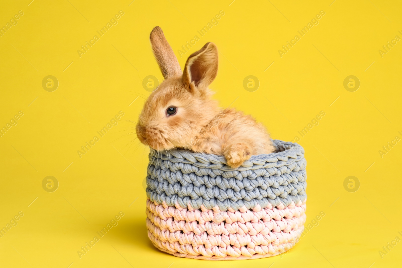 Photo of Adorable furry Easter bunny in basket on color background