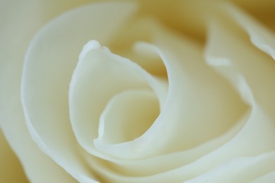 Photo of Beautiful rose with white petals as background, macro view