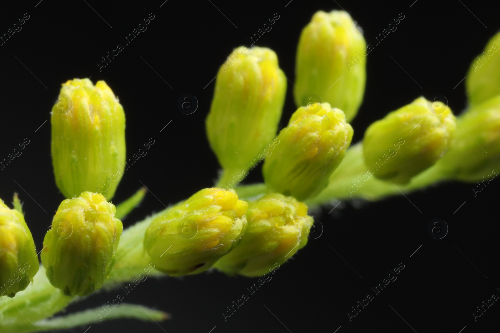 Photo of Macro photo of beautiful flower buds on black background