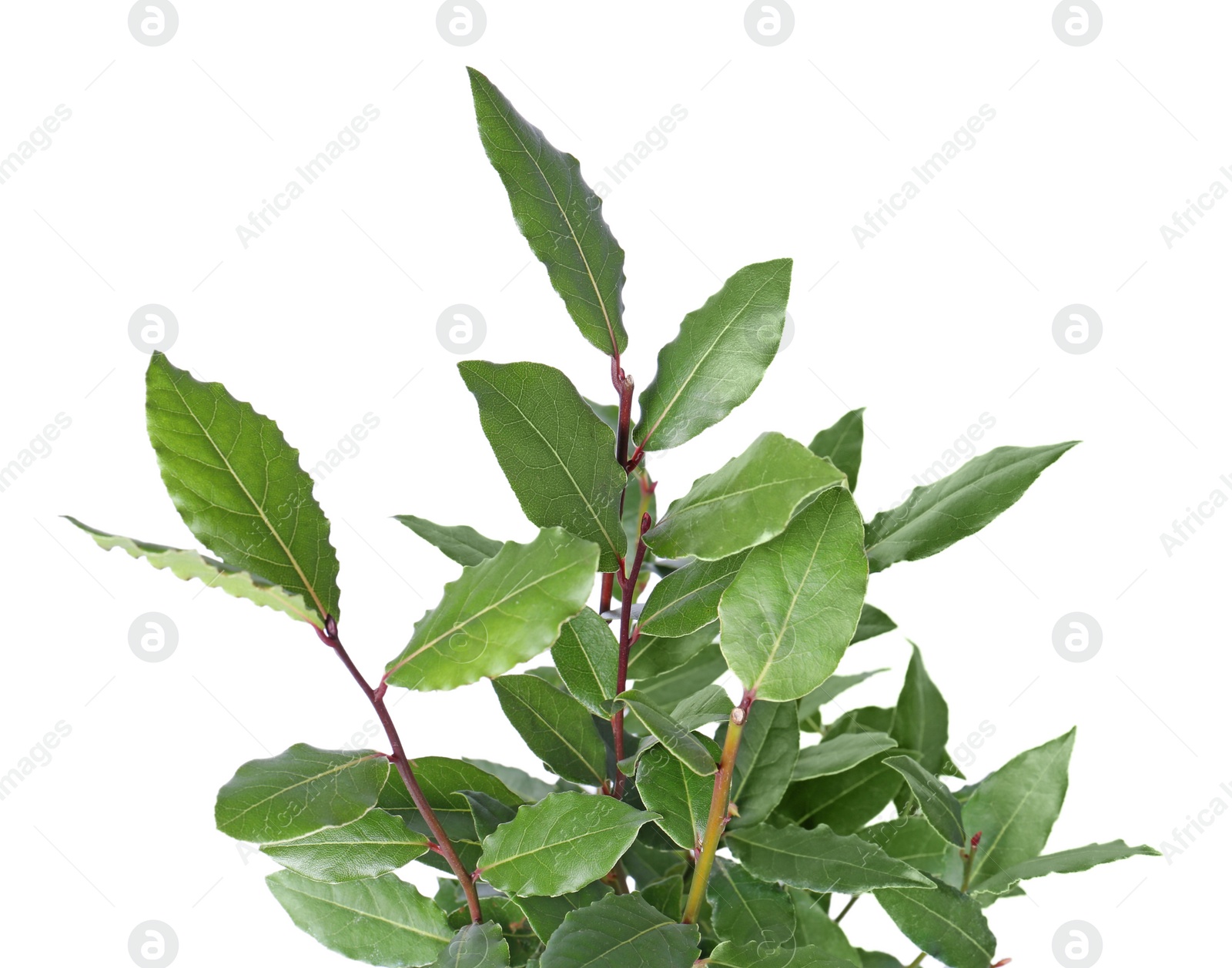 Photo of Branches with bay leaves isolated on white