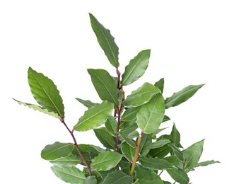 Photo of Branches with bay leaves isolated on white