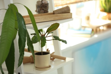 Photo of Shelving unit with decor elements and houseplant indoors. Stylish interior