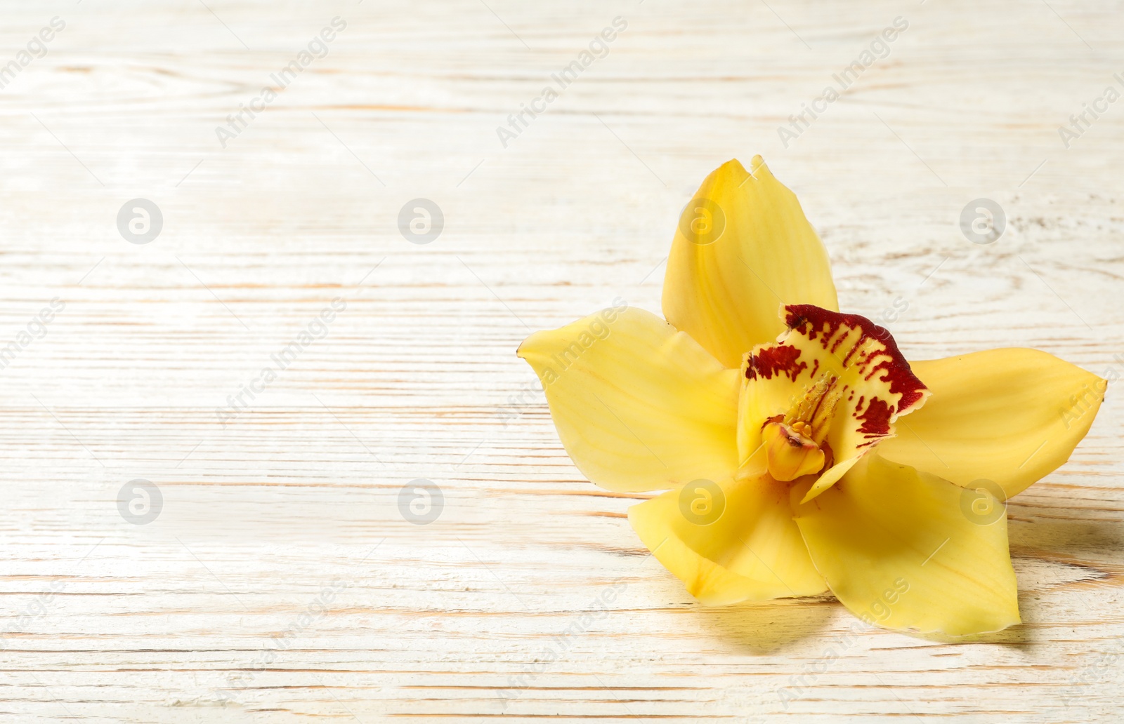 Photo of Beautiful vanilla flower on wooden background