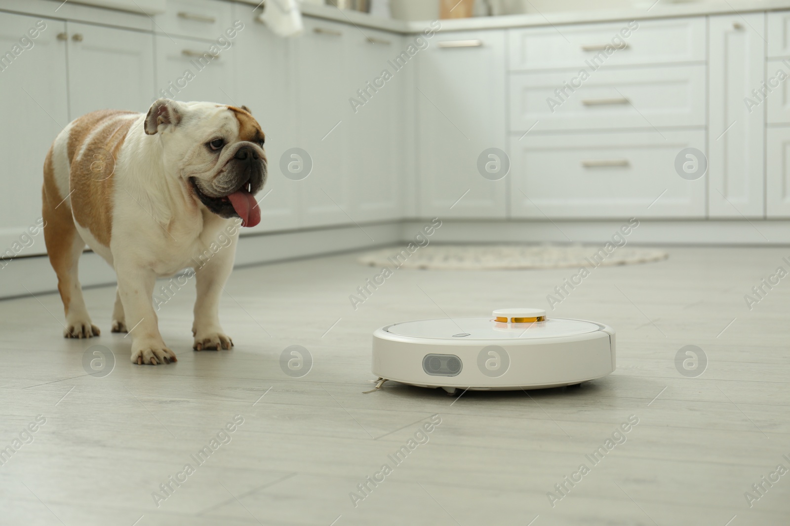 Photo of Robotic vacuum cleaner and adorable dog on floor in kitchen