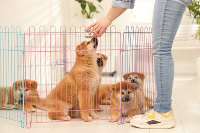 Photo of Woman near playpen with Akita Inu puppies indoors. Baby animals