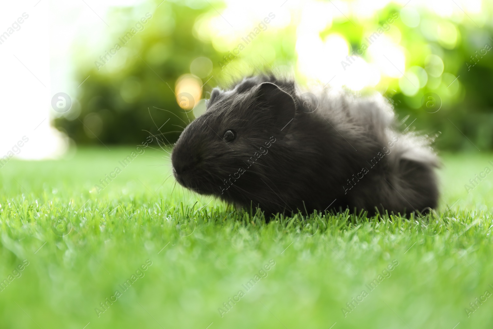 Photo of Cute guinea pig on green grass in park