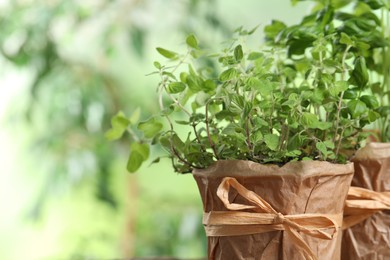 Photo of Aromatic potted oregano against blurred background, closeup. Space for text