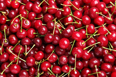 Sweet red cherries with water drops as background, top view