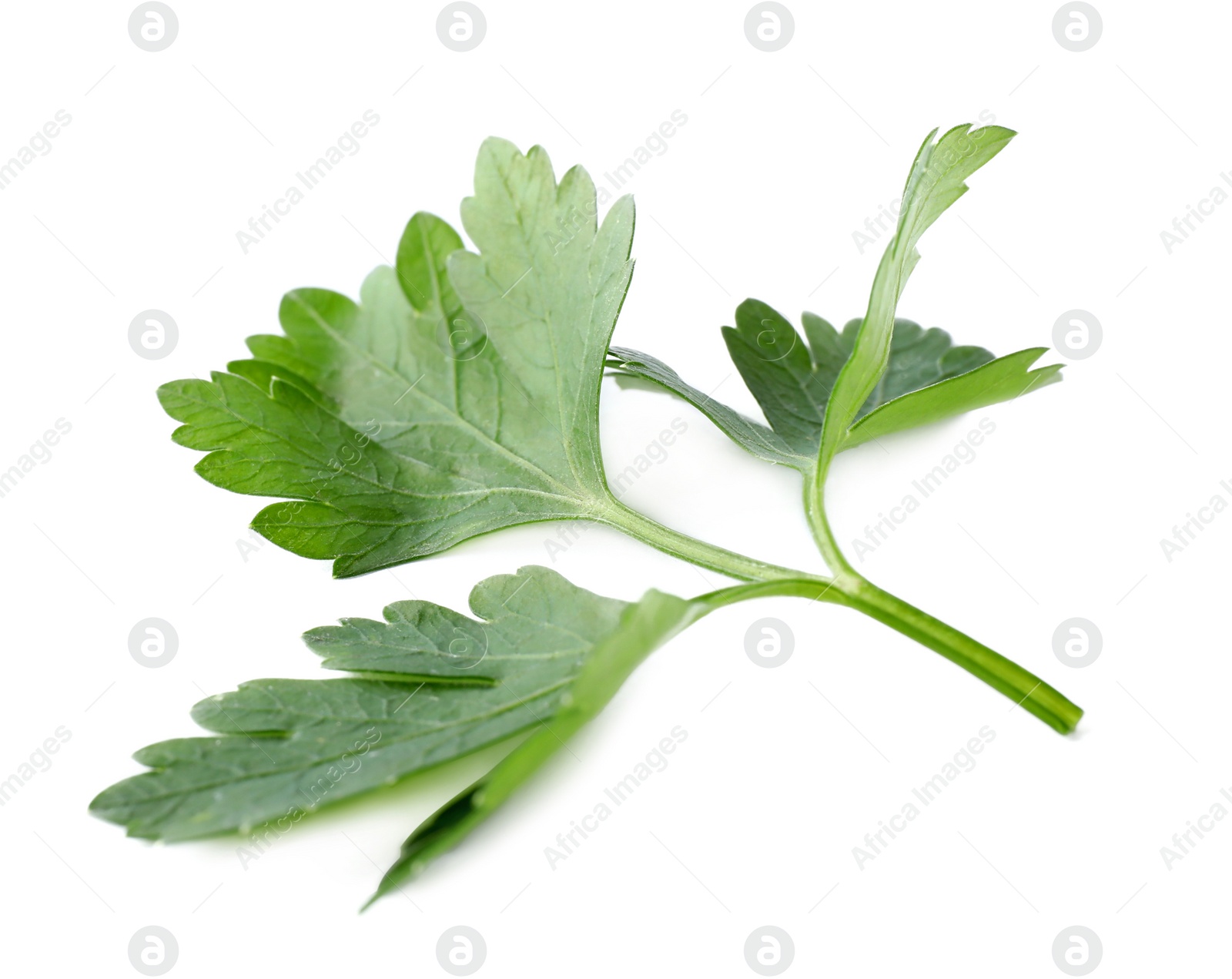 Photo of Aromatic fresh green parsley isolated on white