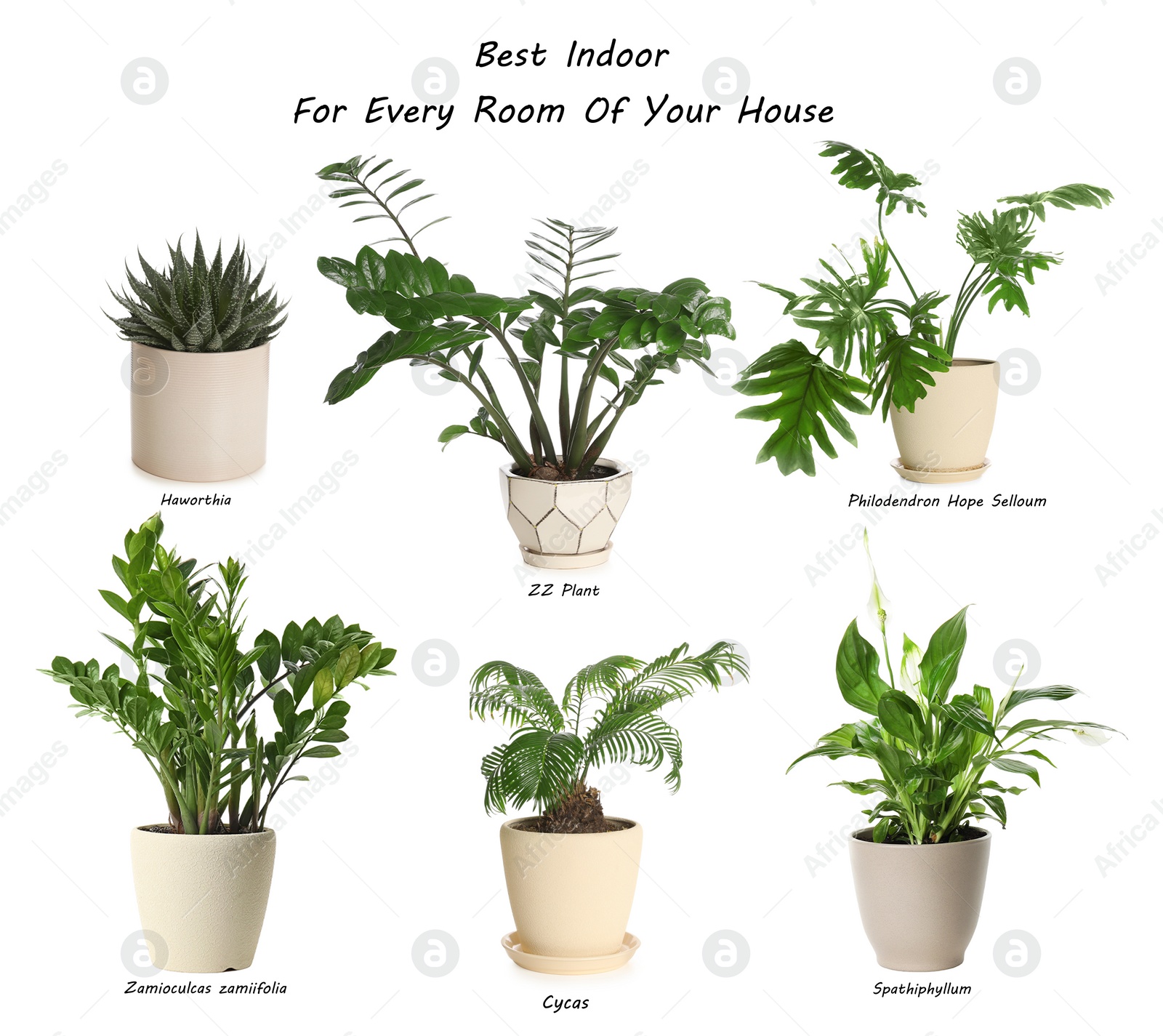 Image of Set of best house plants on white background