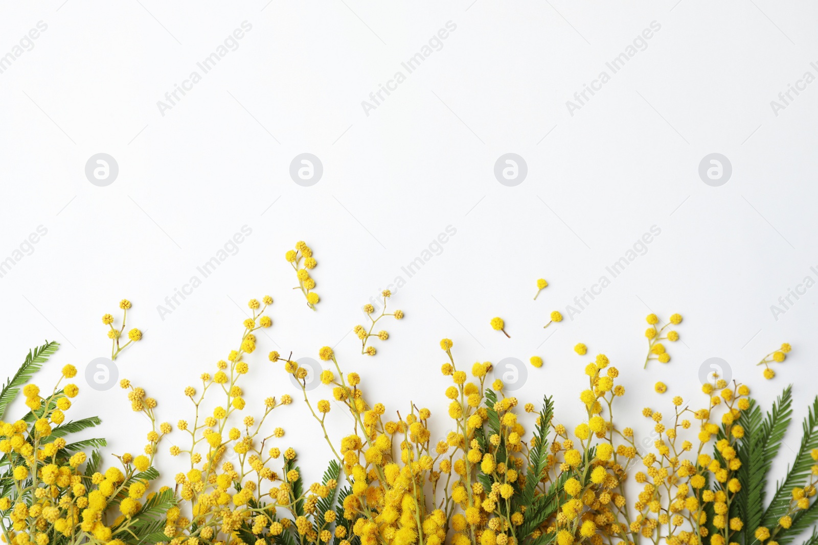 Photo of Beautiful mimosa flowers on white background, top view