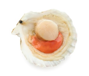 Photo of Fresh raw scallop in shell isolated on white, top view