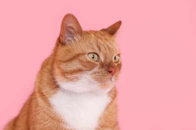 Photo of Adorable red fluffy cat on pink background