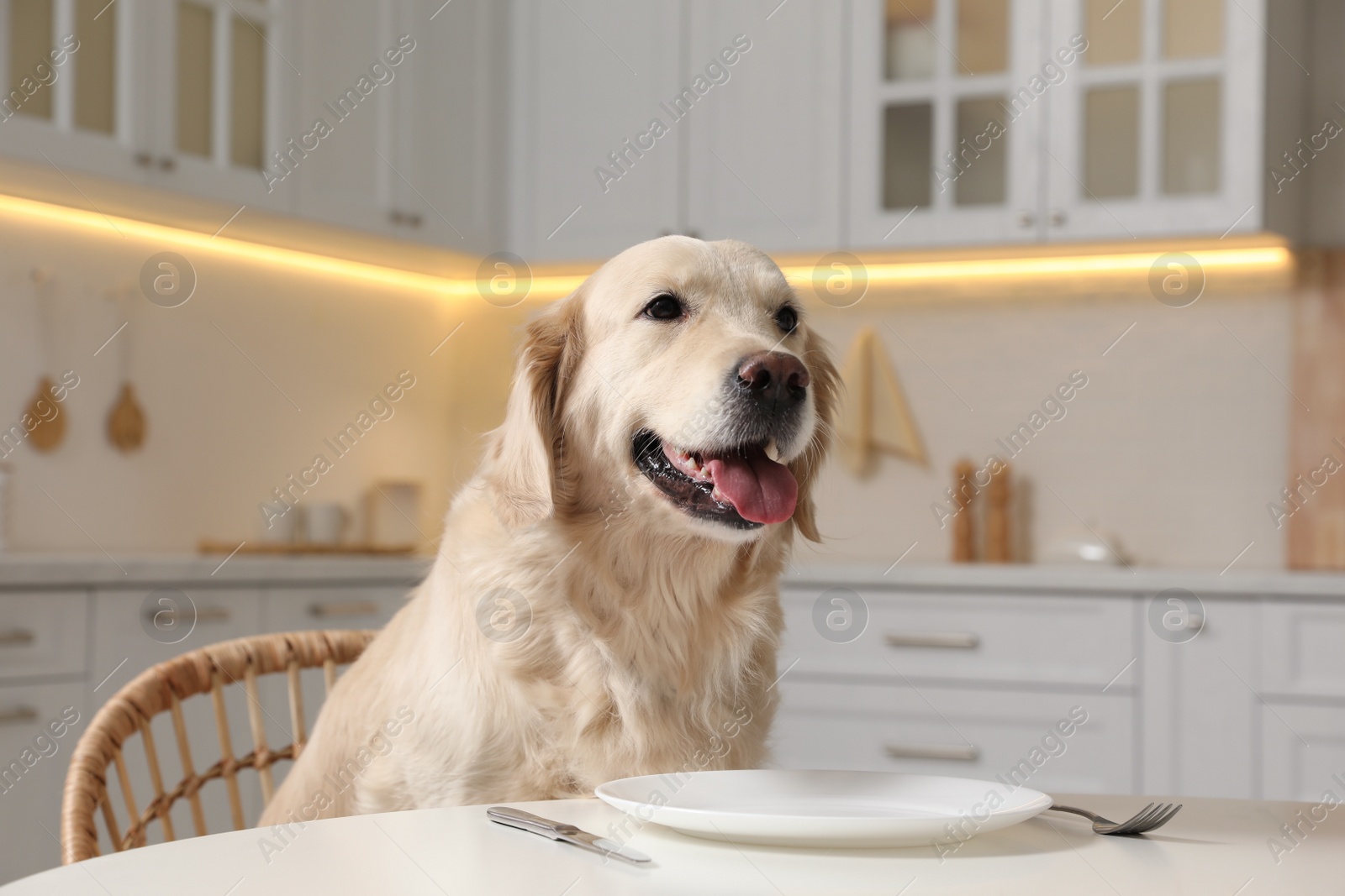 Photo of Cute hungry dog waiting for food at table with empty plate in kitchen