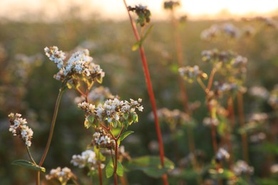 Photo of Many beautiful buckwheat flowers growing in field on sunny day