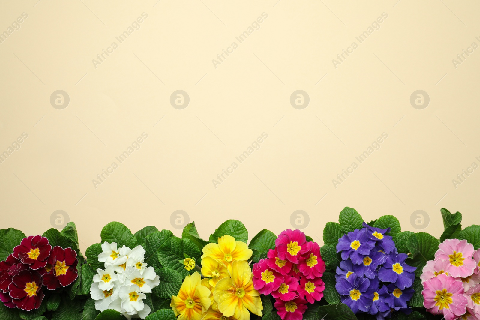 Photo of Primrose Primula Vulgaris flowers on beige background, flat lay with space for text. Spring season