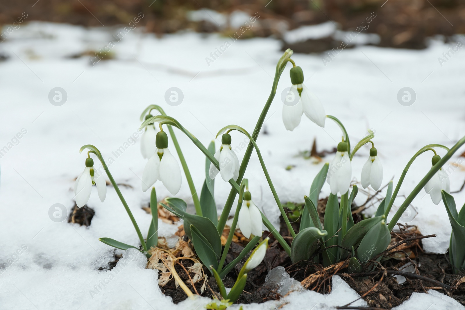 Photo of Beautiful blooming snowdrops growing outdoors. Spring flowers