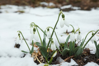 Beautiful blooming snowdrops growing outdoors. Spring flowers