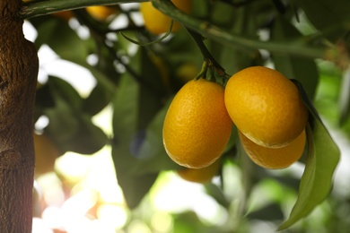 Kumquat tree with ripening fruits outdoors, closeup. Space for text