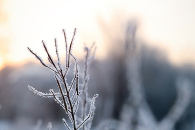 Photo of Dry plant covered with hoarfrost outdoors on winter morning, closeup. Space for text