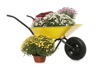 Beautiful potted chrysanthemum flowers and garden cart on white background