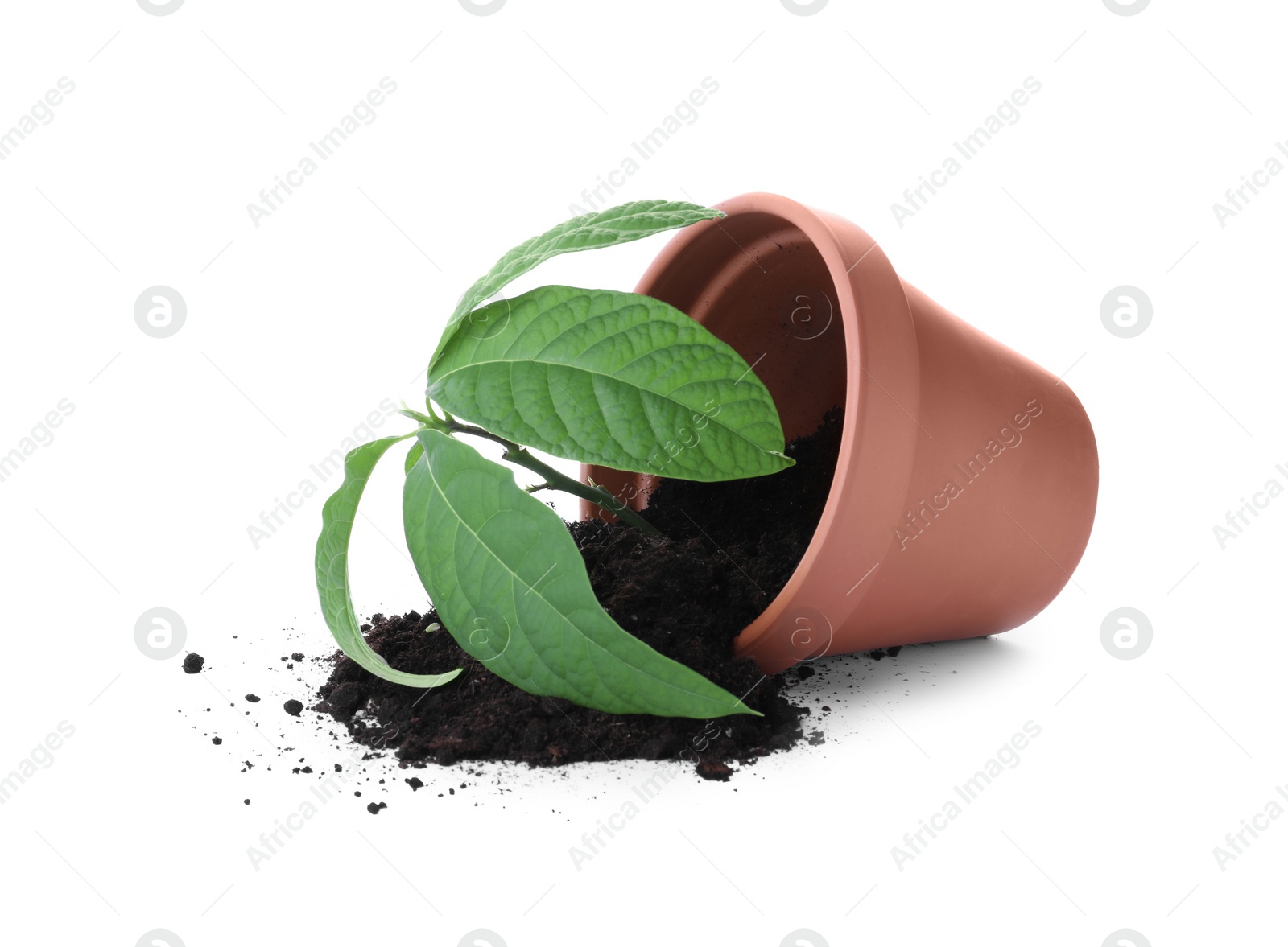 Photo of Overturned terracotta flower pot with soil and plant isolated on white