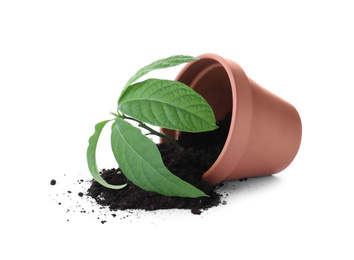 Overturned terracotta flower pot with soil and plant isolated on white