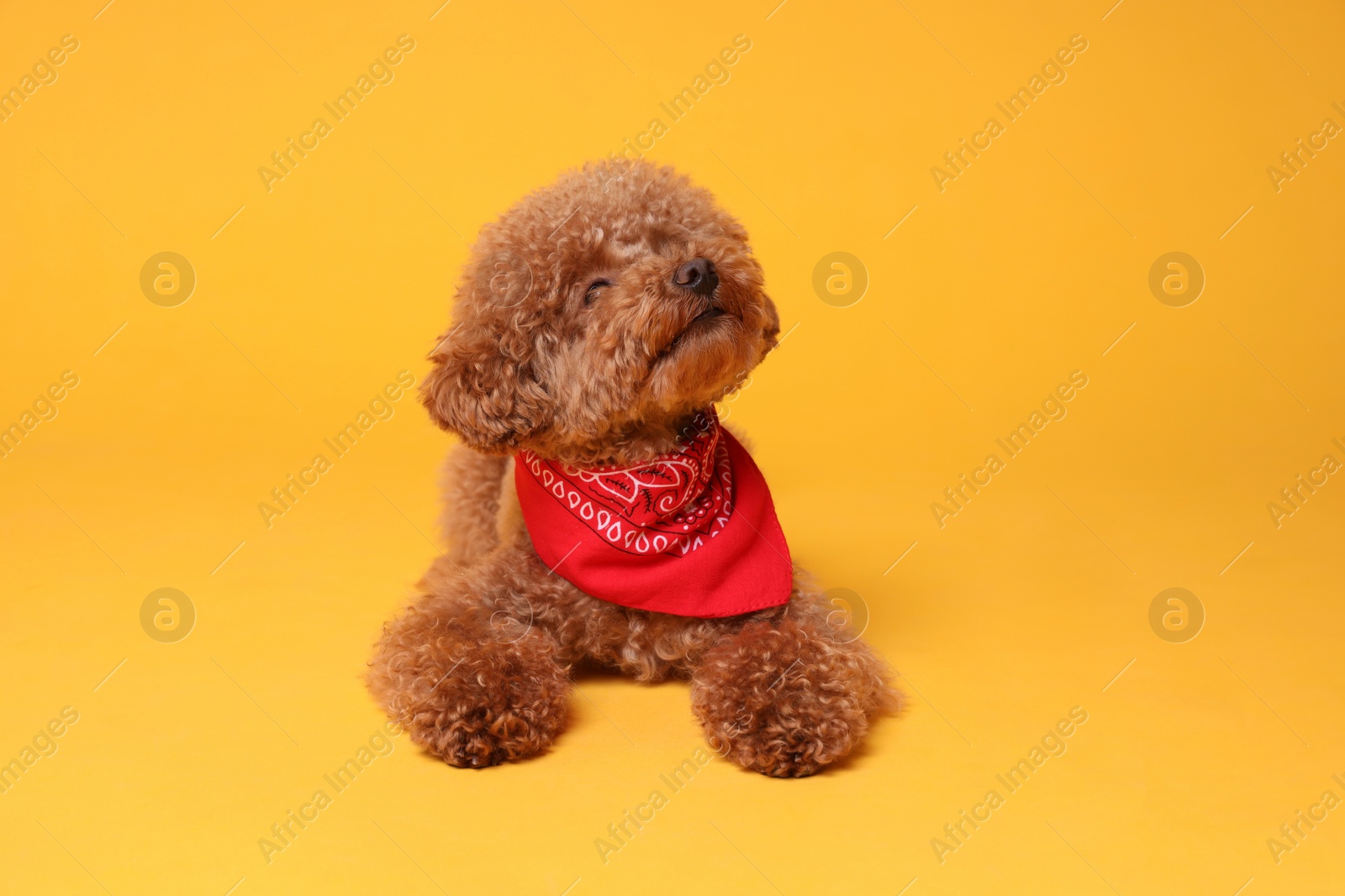 Photo of Cute Maltipoo dog with bandana on orange background