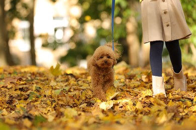 Photo of Girl with cute Maltipoo dog on leash walking in autumn park, closeup. Space for text
