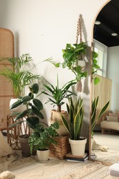 Photo of Different houseplants with full length mirror near white wall in room