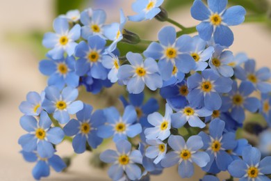 Photo of Beautiful Forget-me-not flowers as background, closeup view