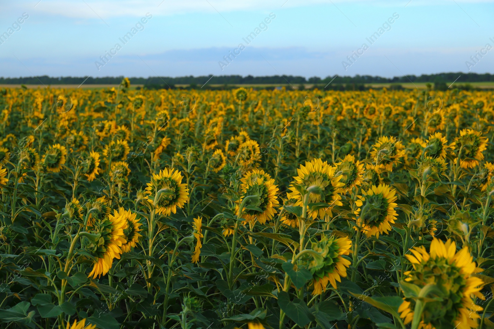 Photo of Beautiful view of field with blooming sunflowers under sky on summer day