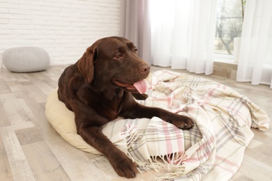 Chocolate labrador retriever on pet pillow indoors