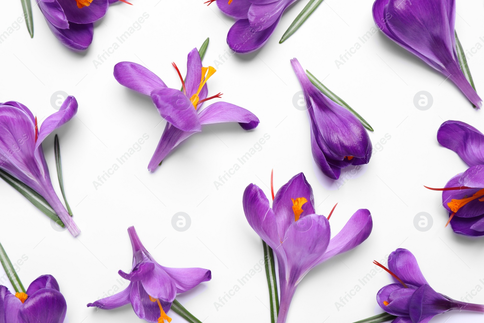 Photo of Beautiful Saffron crocus flowers on white background, flat lay