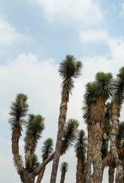 Photo of Many beautiful Joshua trees growing under cloudy sky