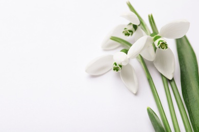 Photo of Beautiful snowdrops on white background, closeup view