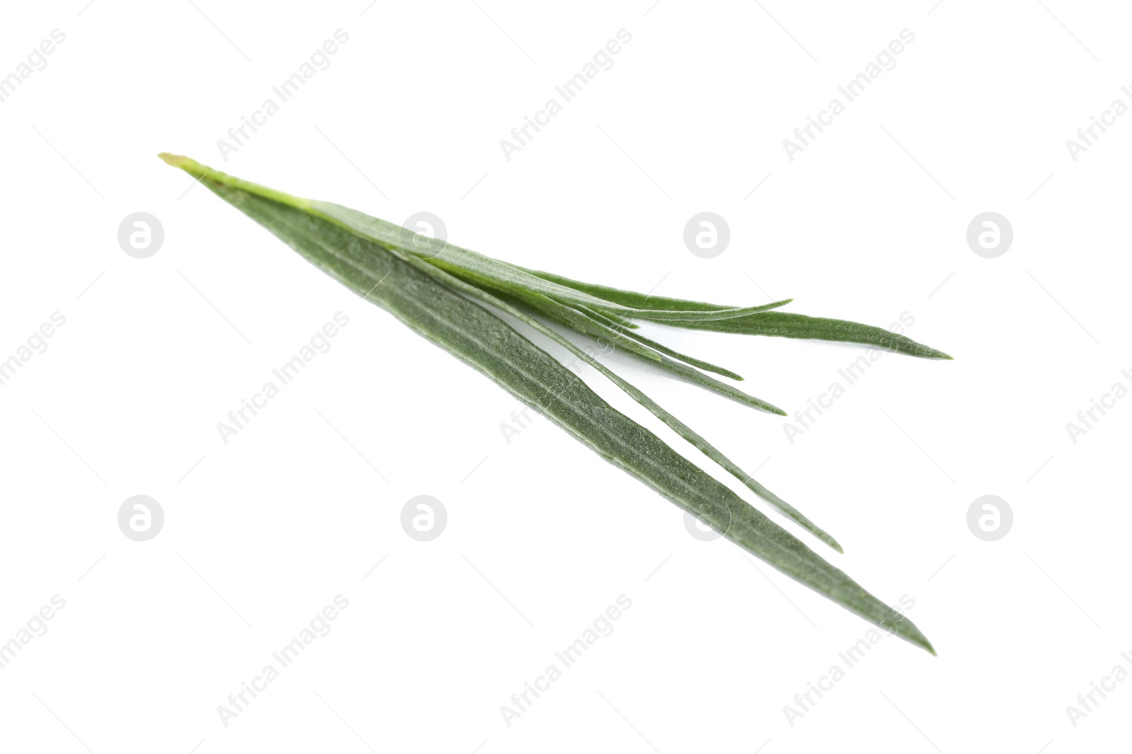 Photo of One sprig of fresh tarragon on white background