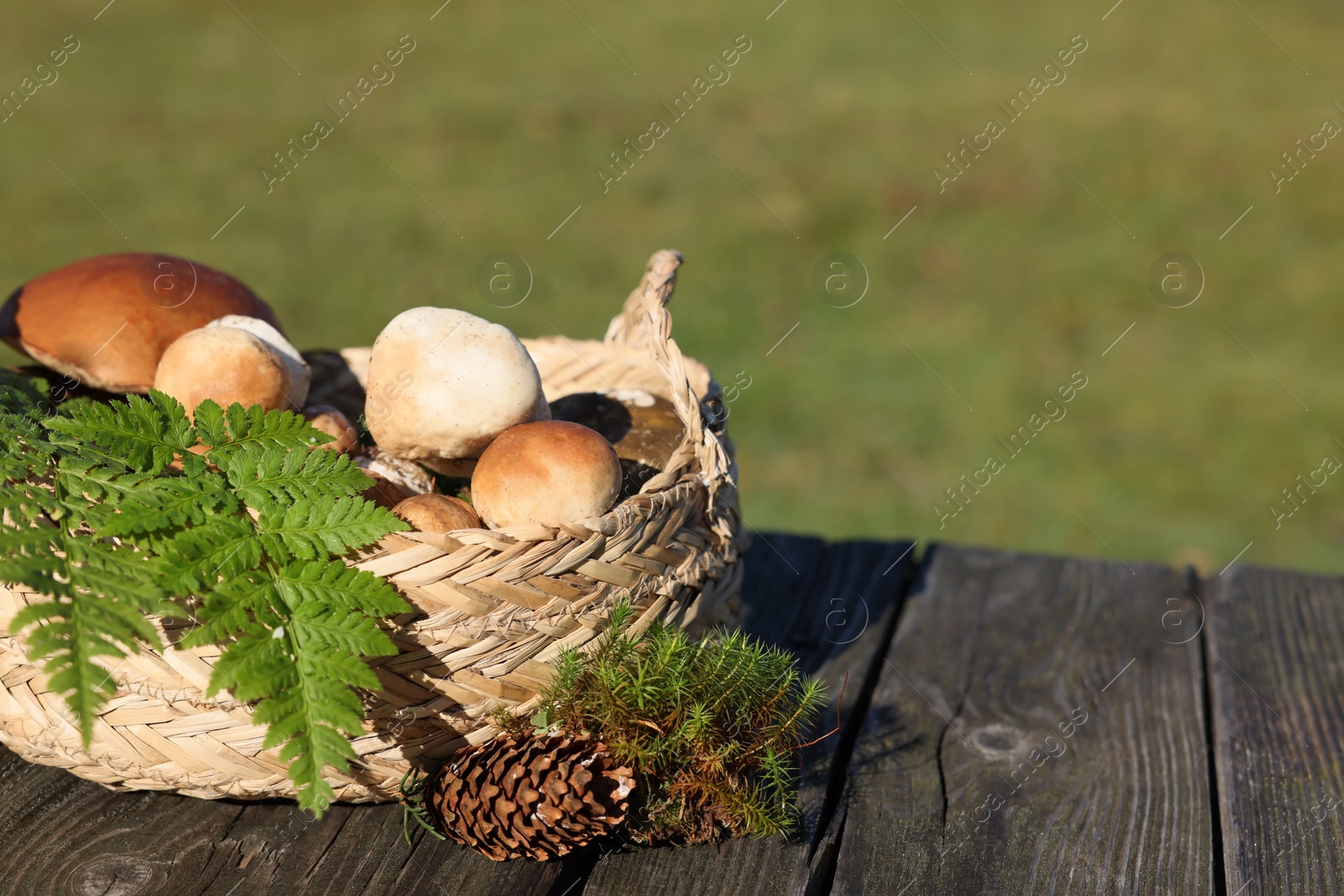 Photo of Basket with mushrooms, fern leaves, cone and moss on wooden table outdoors. Space for text