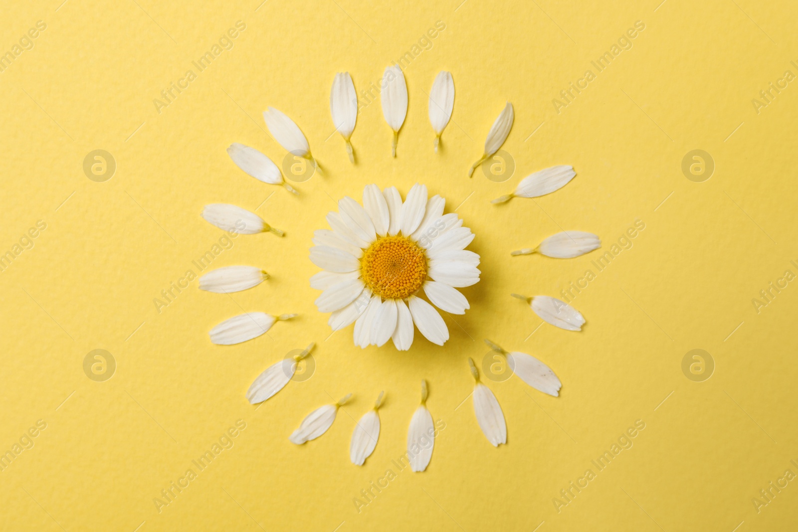 Photo of Flat lay composition with beautiful chamomile on yellow background