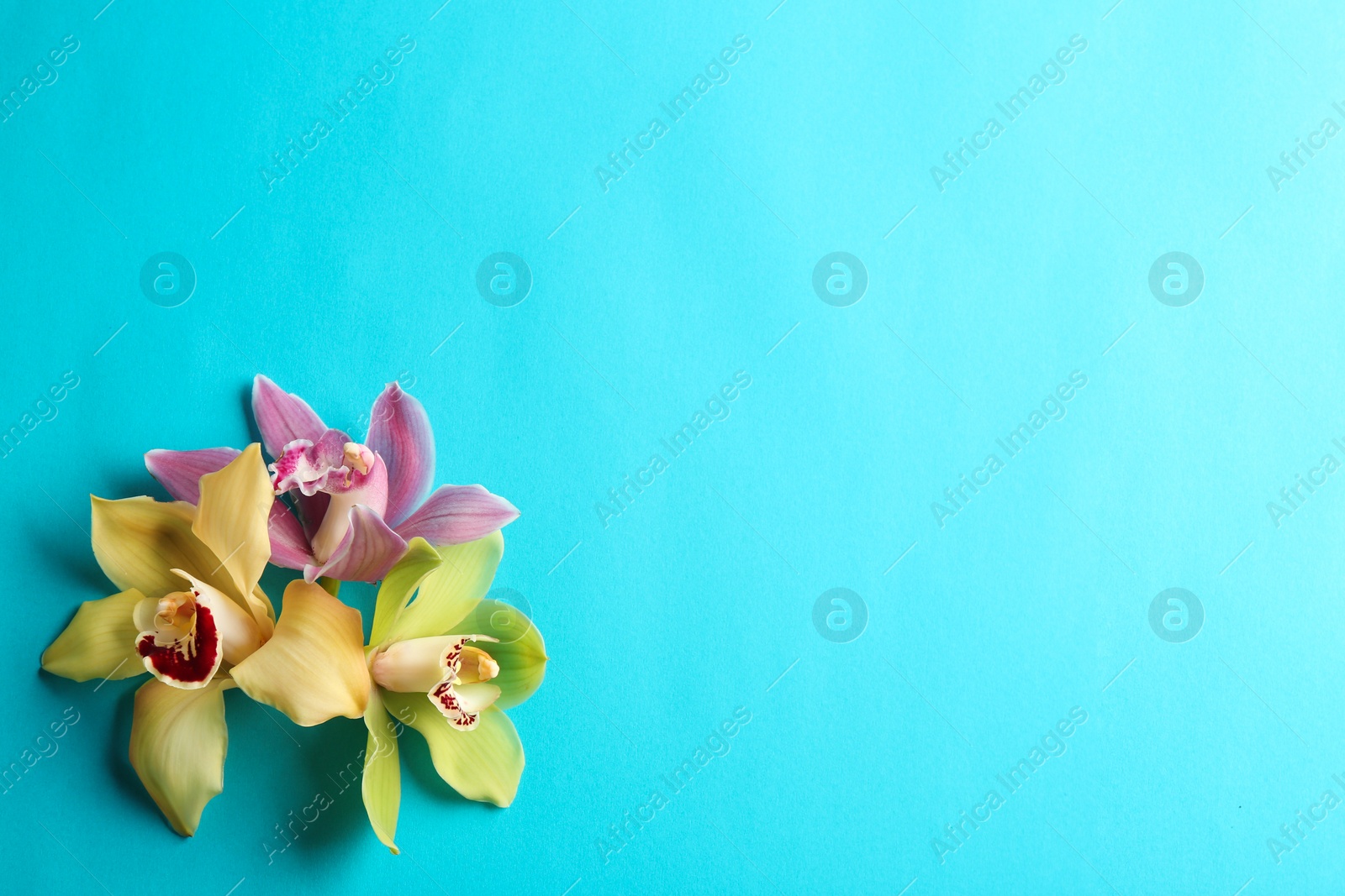 Photo of Beautiful tropical orchid flowers on color background, flat lay. Space for text