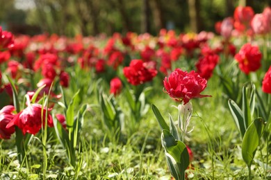 Photo of Beautiful red tulips growing outdoors on sunny day