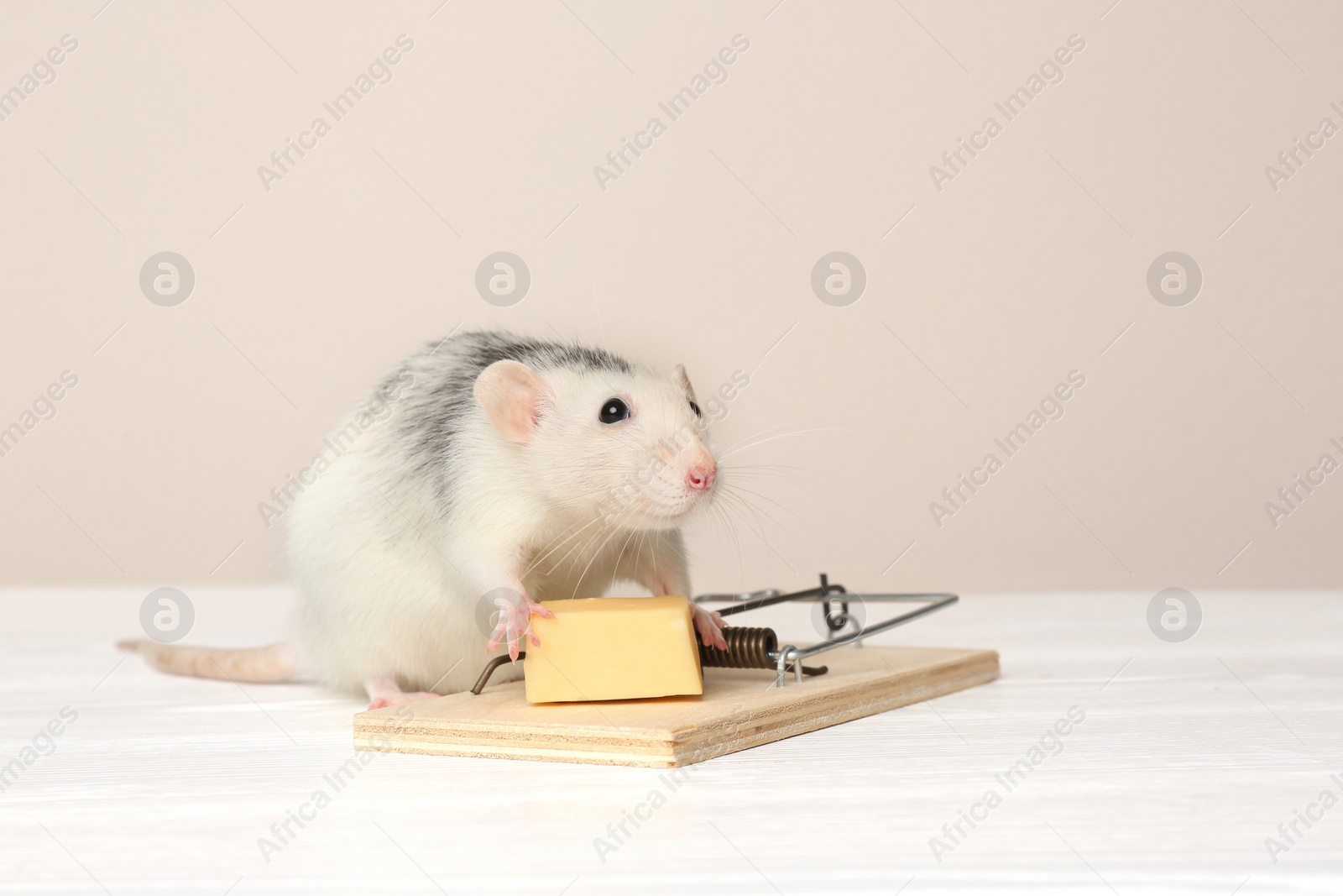 Photo of Rat and mousetrap with cheese on table against beige background. Pest control