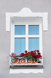 Beige wall with elegant molding, window and beautiful blooming plants in ornate holder