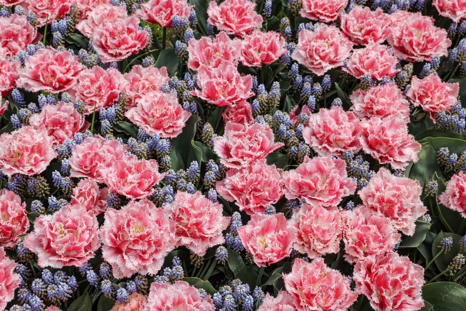 Photo of Many beautiful tulip and muscari flowers growing outdoors. Spring season