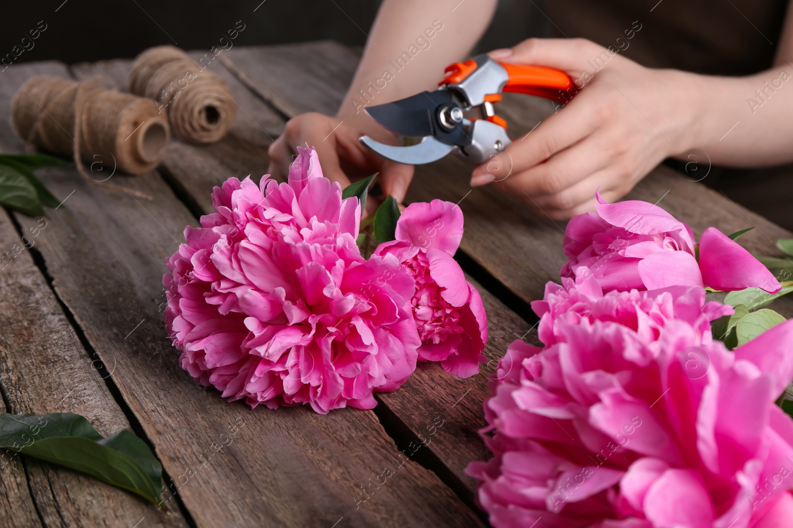 Photo of Woman trimming beautiful pink peonies with secateurs at wooden table, selective focus